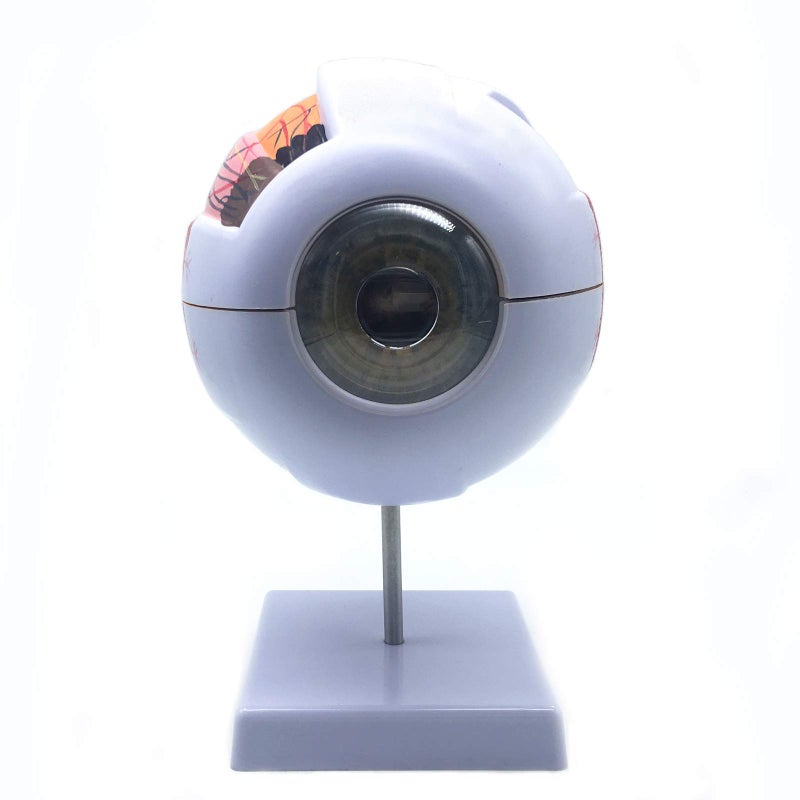XINDAM 6X Enlarged Human Eye Anatomical Model - Accurate Anatomy for Science Classroom Study, Display, Teaching Medical Model - Image 2